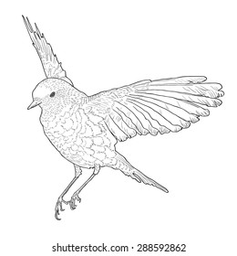 Soaring bird with spread wings. Hand drawn vector illustration. Isolated on white background. Botanical style.