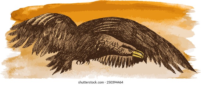 The soaring eagle. Vector watercolor