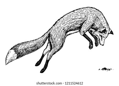 Soaring fox. Wild forest animal jumping up. Food search concept. Vintage style. Engraved hand drawn sketch.