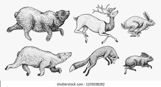 Soaring Hare Rabbit northern brown Bear Deer. Set of Wild forest animal jumping up. Vintage style. Engraved hand drawn sketch.