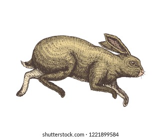 Soaring rabbit or bunny. Wild forest animal jumping up. Gray hare. Vintage style. Engraved hand drawn sketch for emblem or label. vector illustration.