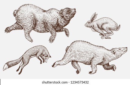 Soaring red Fox Hare Rabbit northern brown Bear. Set of Wild forest animal jumping up. Vintage style. Engraved hand drawn sketch.