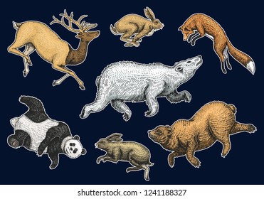 Soaring red Fox Hare Rabbit northern brown Bear Deer. Set of Wild forest animal jumping up. Vintage style. Engraved hand drawn sketch.