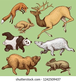 Soaring red Fox, Hare Rabbit, northern brown Bear, Deer. Set of Wild forest animal jumping up. Vintage style. Engraved hand drawn sketch.