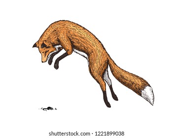 Soaring red fox. Wild forest animal jumping up. Food search concept. Vintage style. Engraved hand drawn sketch.