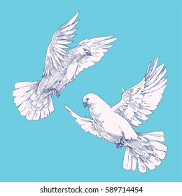 Soaring white pigeons in the sky. Isolated flying birds painted in the sketch style. Graphic hand drawn vintage illustration of flying doves.