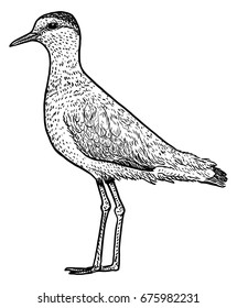 Sociable Plover, Lapwing illustration, drawing, engraving, ink, line art, vector