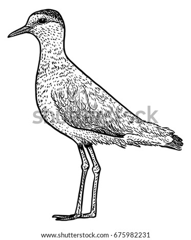 Sociable Plover, Lapwing illustration, drawing, engraving, ink, line art, vector