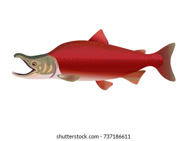 Sockey salmon vector. Vector illustration isolated on a white background