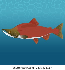 The Sockeye Fish Vector Image