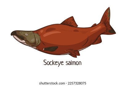 Sockeye, red salmon. Vintage drawing of Oncorhynchus nerka, Pacific ocean fish. Realistic marine green-headed animal drawn in retro realism style. Vector illustration isolated on white background