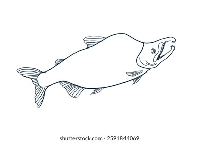 Sockeye Salmon black white vector illustration. Sea fish sketch hand drawn. Nerka red fish painted ink linear art. Trout drawing in graphic outline. Design element for package, label, sign board.