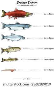 Sockeye salmon development template. growth of salmon. changes in the form of salmon from baby to adult