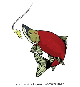 sockeye salmon eating bait with separate white background