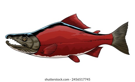 Sockeye Salmon Fish Hand Drawn Illustration