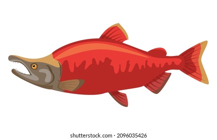 Sockeye Salmon Fish On White Background, Seafood. Vector Illustration.