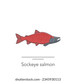 Sockeye salmon icon. Outline colorful icon of salmon fish on white. Vector illustration