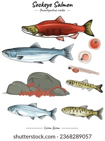 Ilustración del salmón de soplo. Paquete de ilustración de salmón soplo. conjunto de ilustraciones animales marinas. recogida de animales acuáticos.