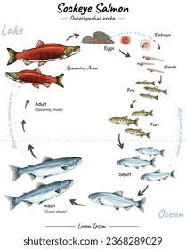 El ciclo de vida de Sockeye Salmon implica varias etapas interesantes.
Huevos, larvas, olores, migración oceánica, 
De vuelta al río, de cría, de mortalidad. Se puede usar para temas como biología, zoología, afiches.