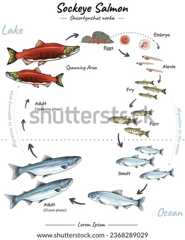 The Sockeye Salmon life cycle involves several interesting stages.
Eggs, larvae, smolt, ocean migration, 
Back to the River, Breeding, Mortality. Can be used for topics like biology, zoology, poster.