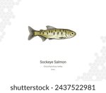 Sockeye salmon (Parr). Illustration of a salmon on a white background. Oncorhynchus nerka Vector illustration. Suitable for graphic and packaging design, educational examples, web, etc.