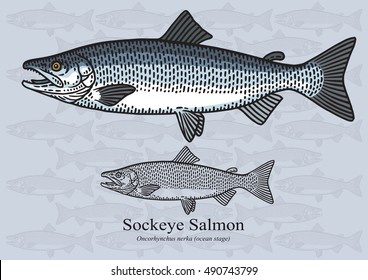 Sockeye Salmon, Red salmon. Vector illustration with refined details and optimized stroke that allows the image to be used in small sizes (in packaging design, decoration, educational graphics, etc.)