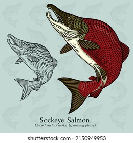 Sockeye Salmon. Vector illustration with refined details and optimized stroke that allows the image to be used in small sizes (in packaging design, decoration, educational graphics, etc.)