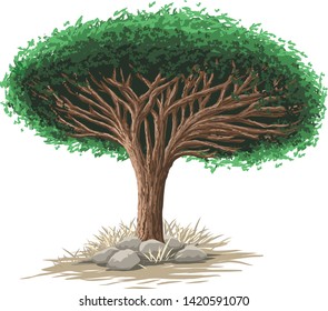 Dracaena Cinnabari High Res Stock Images Shutterstock