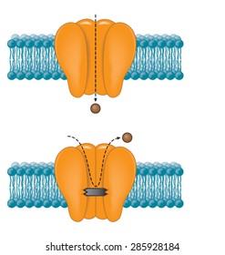 Sodium Channel Blocked Due To Anaesthetic Drug Action