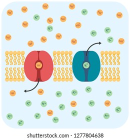 Sodium An Potassium Channels