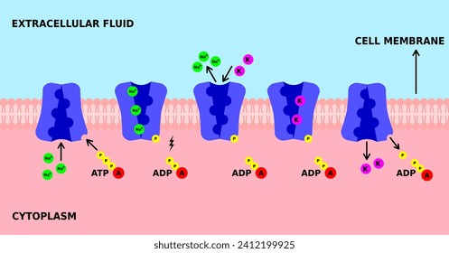 Natriumkaliumpumpe. K, Na Pumpe. Aktiver Transport durch Zellmembran. Mit ATP-Antrieb bewegt die Pumpe Natrium- und Kaliumionen in entgegengesetzte Richtungen.  Enzyme ATPase. Vektorgrafik. 