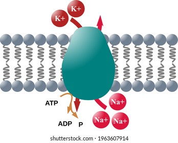 Sodium-Potassium ATPase pump, electrogenic transmembrane ATPase