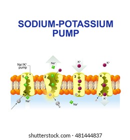 sodium-potassium pump. After binding ATP, the pump binds 3 ions sodium. the ions go to the outside. then the pump binds 2 extracellular ions potassium and transporting the ions into the cell.