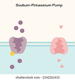 Sodium-Potassium pump transmembrane ion channel