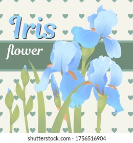 Soft blue irises flowers with buds and leaves. Vecton illustration