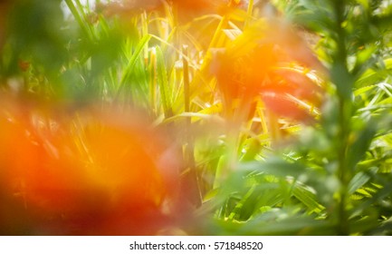 The soft blurred of gerbera flowers with soft bokeh in pastel tone for background.