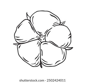 A soft bud on a branch of a cotton plant is drawn with lines isolated on a white background. Vector graphics of a simple drawing. Cotton flower is a material for making textiles.