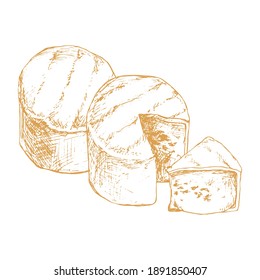 Soft cheese with mold isolated on white background. Dairy products. Vintage style design. Template for postcard, banner, poster, web design, menu. Hand Drawn vector illustration.