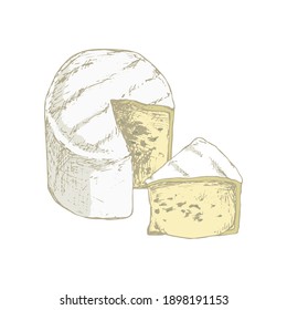 Soft cheese with mold isolated on white background. Dairy products. Vintage style design. Template for postcard, banner, poster, web design, menu. Hand Drawn vector illustration.