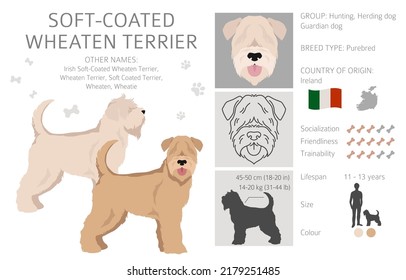 Soft coated Wheaten Terrier clipart. Different poses, coat colors set.  Vector illustration