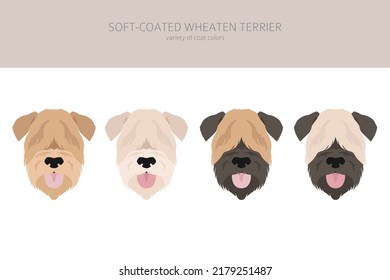 Soft coated Wheaten Terrier clipart. Different poses, coat colors set.  Vector illustration