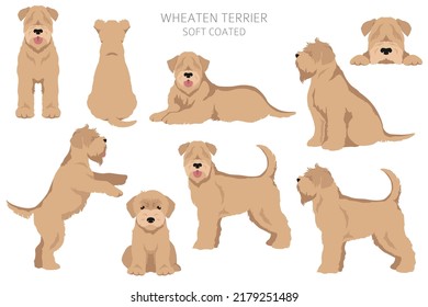 Soft coated Wheaten Terrier clipart. Different poses, coat colors set.  Vector illustration