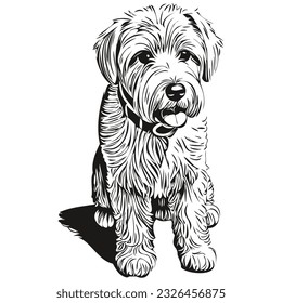 Soft Coated Wheaten Terrier dog isolated drawing on white background, head pet line illustration