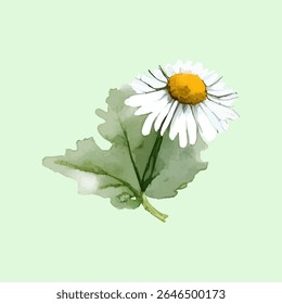 Soft and elegant vector illustration of watercolor chamomile (camomile) or daisy flowers set against a light green background. Featuring hand-painted floral elements with delicate white petals