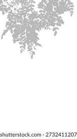 Soft grey leaf shadow silhouette isolated on a white background. Delicate overhead tree branch foliage overlay for minimalist graphic design, mockups, and nature-inspired aesthetic projects.