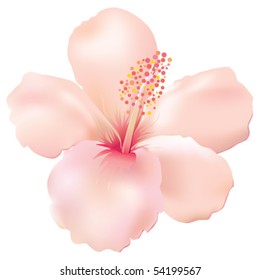 Soft Hibiscus. Vector