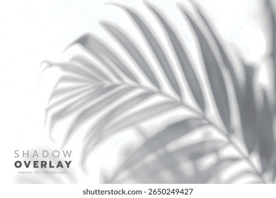 Soft leaf shadows cast on a bright, clean background. The natural sunlight creates an elegant, minimalistic overlay effect, perfect for use in design projects, presentations, social media graphics, or