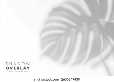 Soft leaf shadows cast on a bright, clean background. The natural sunlight creates an elegant, minimalistic overlay effect, perfect for use in design projects, presentations, social media graphics, or