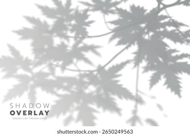 Soft leaf shadows cast on a bright, clean background. The natural sunlight creates an elegant, minimalistic overlay effect, perfect for use in design projects, presentations, social media graphics, or