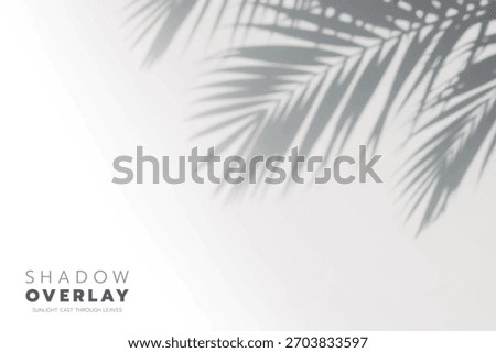 Soft leaf shadows cast on a bright, clean background. The natural sunlight creates an elegant, minimalistic overlay effect, perfect for use in design projects, presentations, social media graphics, or